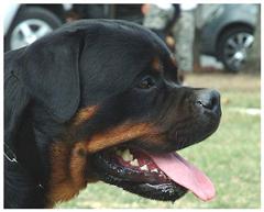 rottweilers puppies